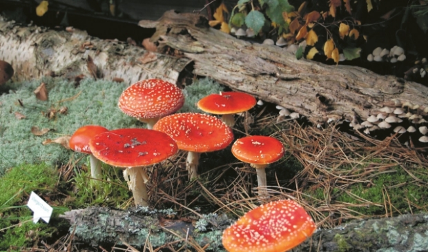 <p>Activiteit bij Doet & Ontmoet staat in teken van de herfst.</p>