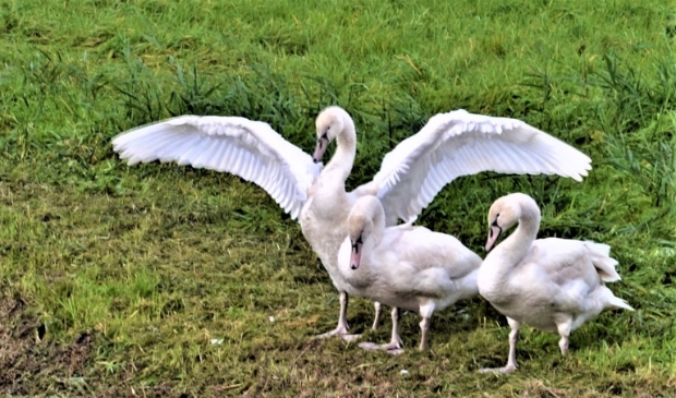 <p>Zwanen bij het Zwaansmeer.</p>