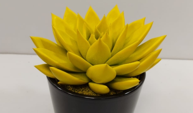 <p>Vetplantje in de clubkleuren van Reiger Boys.</p>