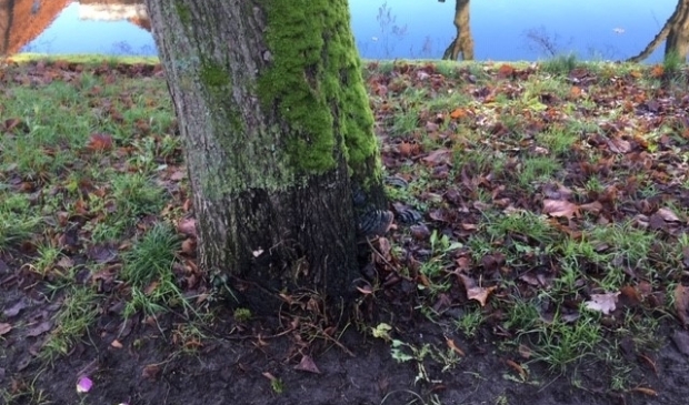 <p>Diverse bomen in de gemeente worden de komende tijd geïnspecteerd. </p>