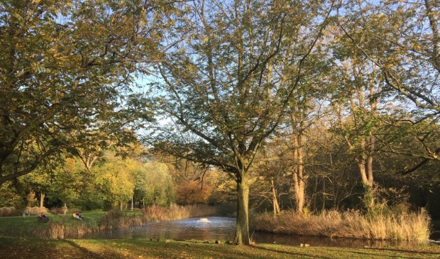 <p>Het Vliegenbos.</p>