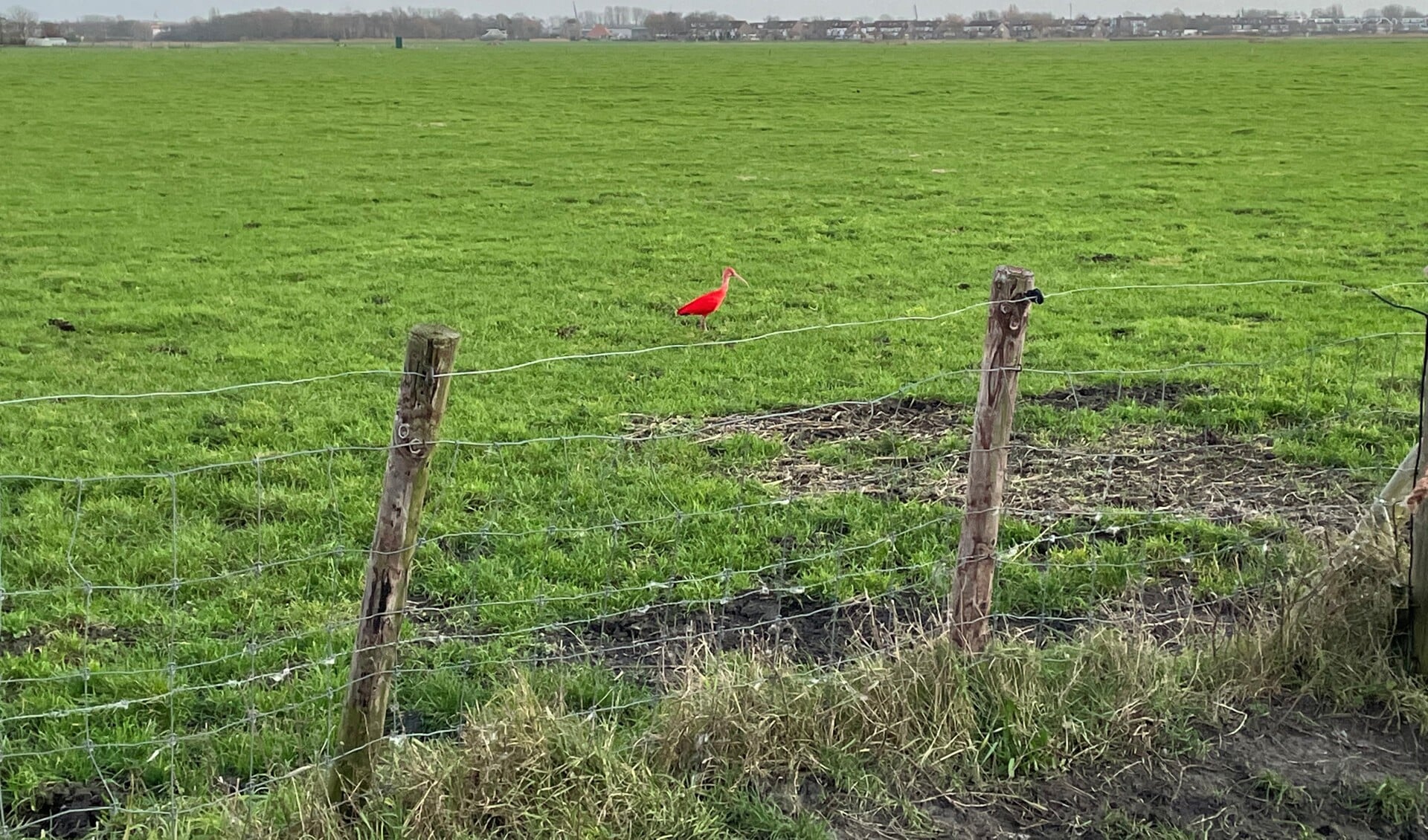Rode ibis gespot in Uitgeest?