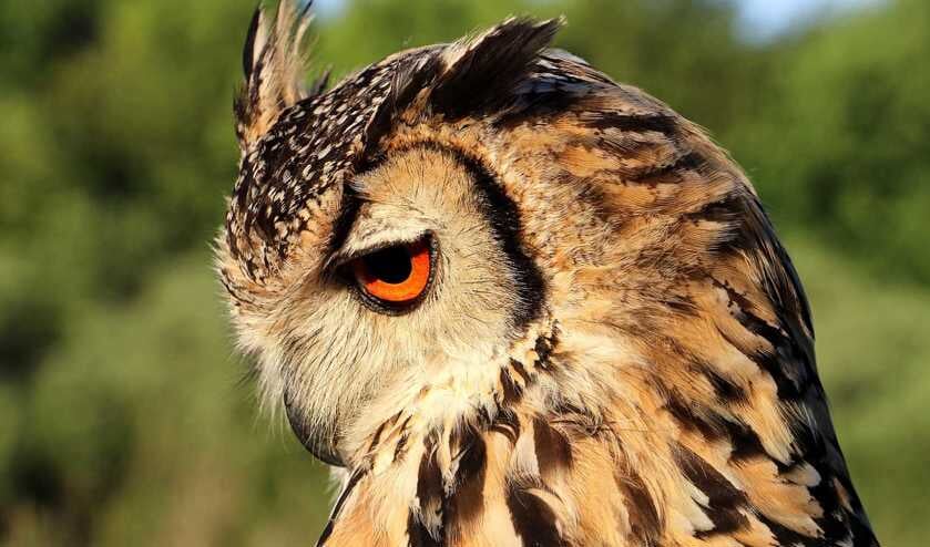 Uilen eten hun prooi met huid en haar op en braken de botjes weer uit.