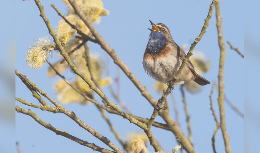 Een zogeheten Blauwborst. Deelnemers aan de cursus zullen deze vogel goed zelf kunnen spotten.
