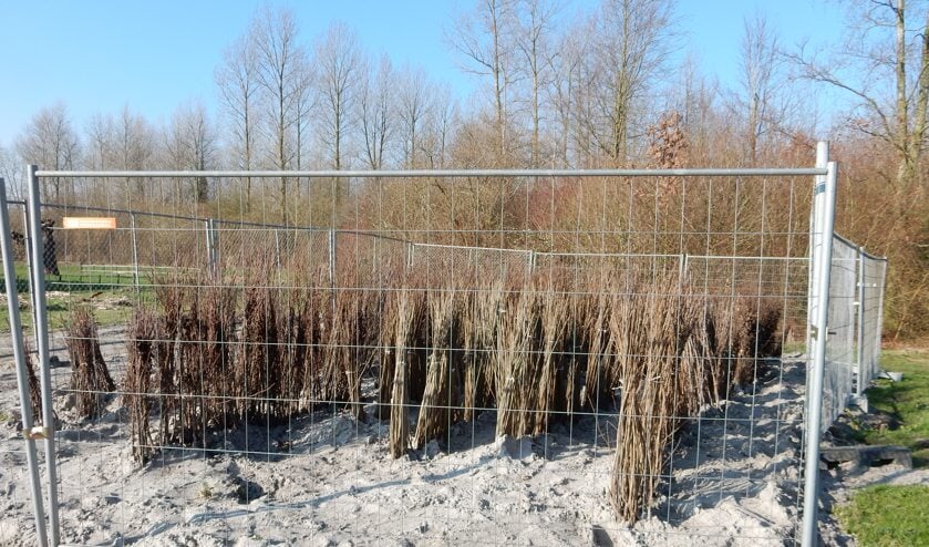 In de Waarderhout worden nieuwe bomen geplant.
