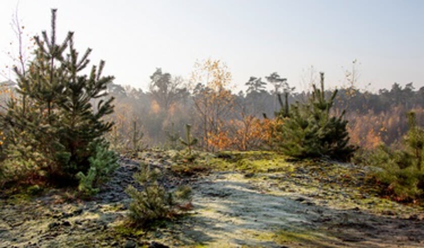 Beleef de natuur op een bijzondere manier met een Natuurbelevingsconcert in het Buitencentrum Schoorlse Duinen