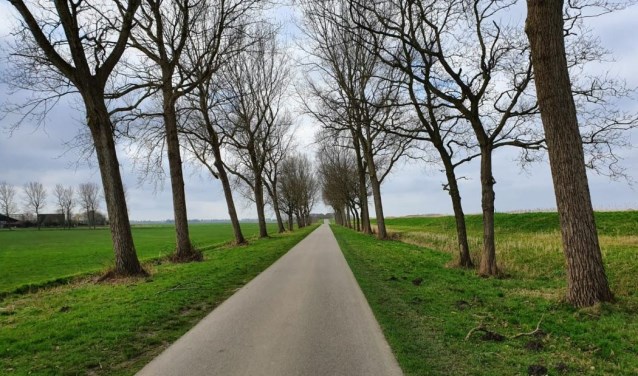 De Wieringerrandweg waar nu nog de populieren staan.