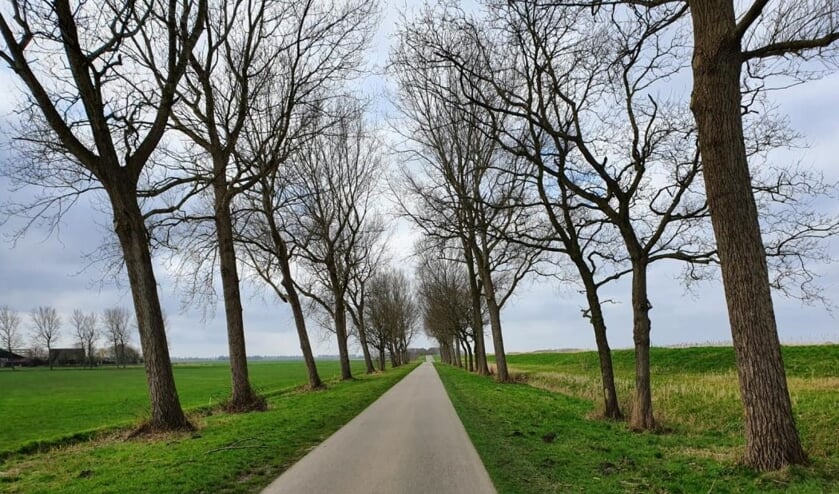 De Wieringerrandweg waar nu nog de populieren staan.