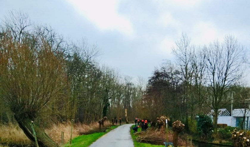 Wilgen knotten, dat hebben leerlingen van het Clusius College onlangs gedaan.