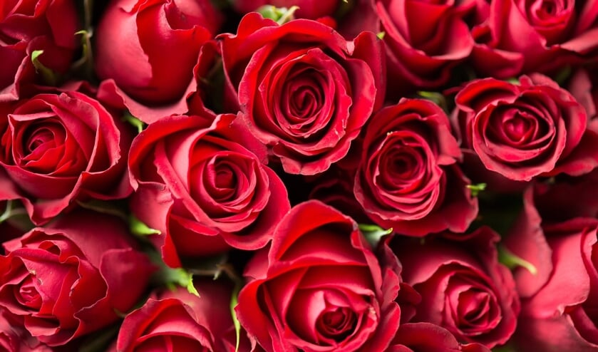 Rozen zijn favoriet op Valentijnsdag.
