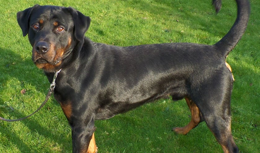 Blaze, een rottweiler van twee jaar oud.