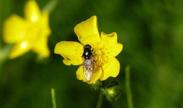 Hangt de lente al in de lucht?
