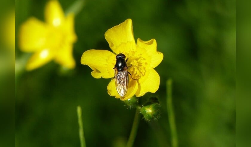 Hangt de lente al in de lucht?