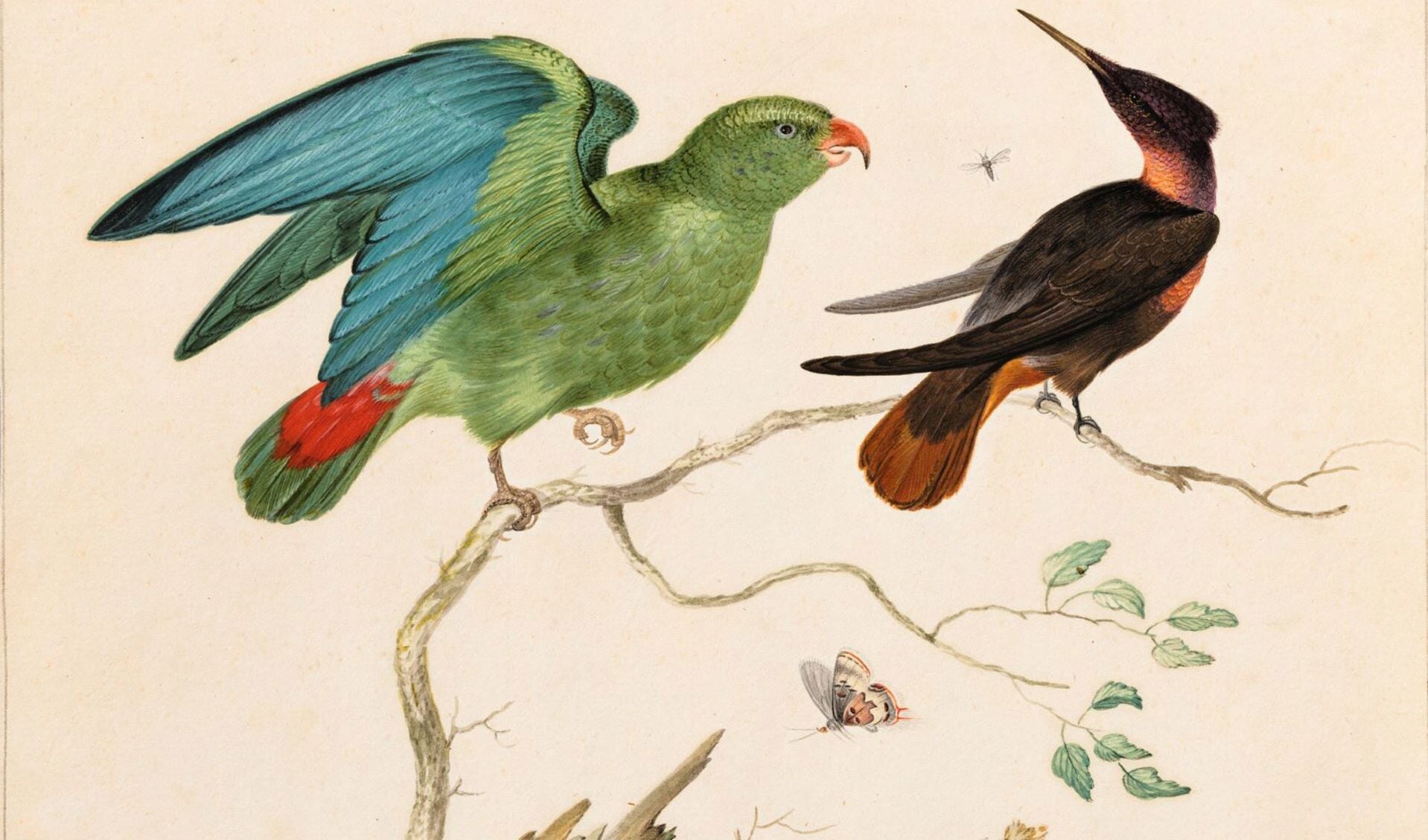 De levendige afbeelding van de exotische vogel laat zien hoe nieuwsgierig mensen in de zeventiende eeuw waren naar wat er buiten hun eigen blikveld te zien was.