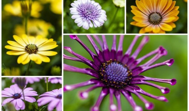 Afke Schrale van Kwekerij Bloeiers uit Slootdorp deelt haar passie voor planten.