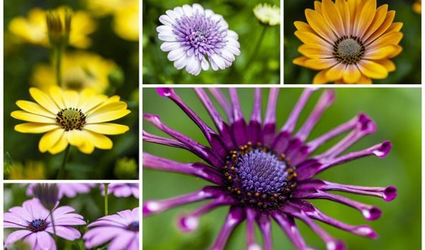 Afke Schrale van Kwekerij Bloeiers uit Slootdorp deelt haar passie voor planten.