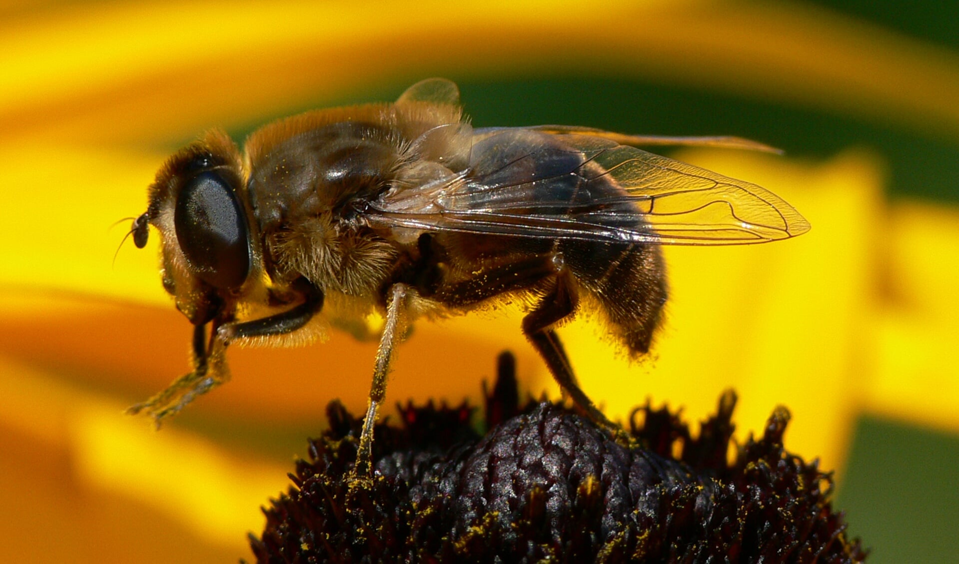Zweefvliegen worden vaak verward met bijen, wespen en hommels.