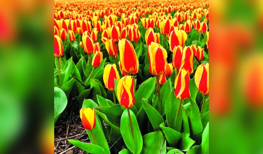 Tulpenkeuring was succesvol.