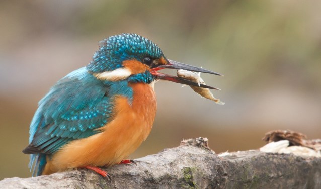 Diverse groepen helpen ijsvogels door een ijsvogelwand aan te leggen.