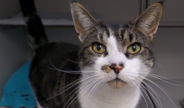 Binky, een lieve kater van zes jaar oud.