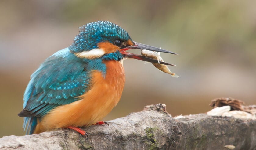 Diverse groepen helpen ijsvogels door een ijsvogelwand aan te leggen.