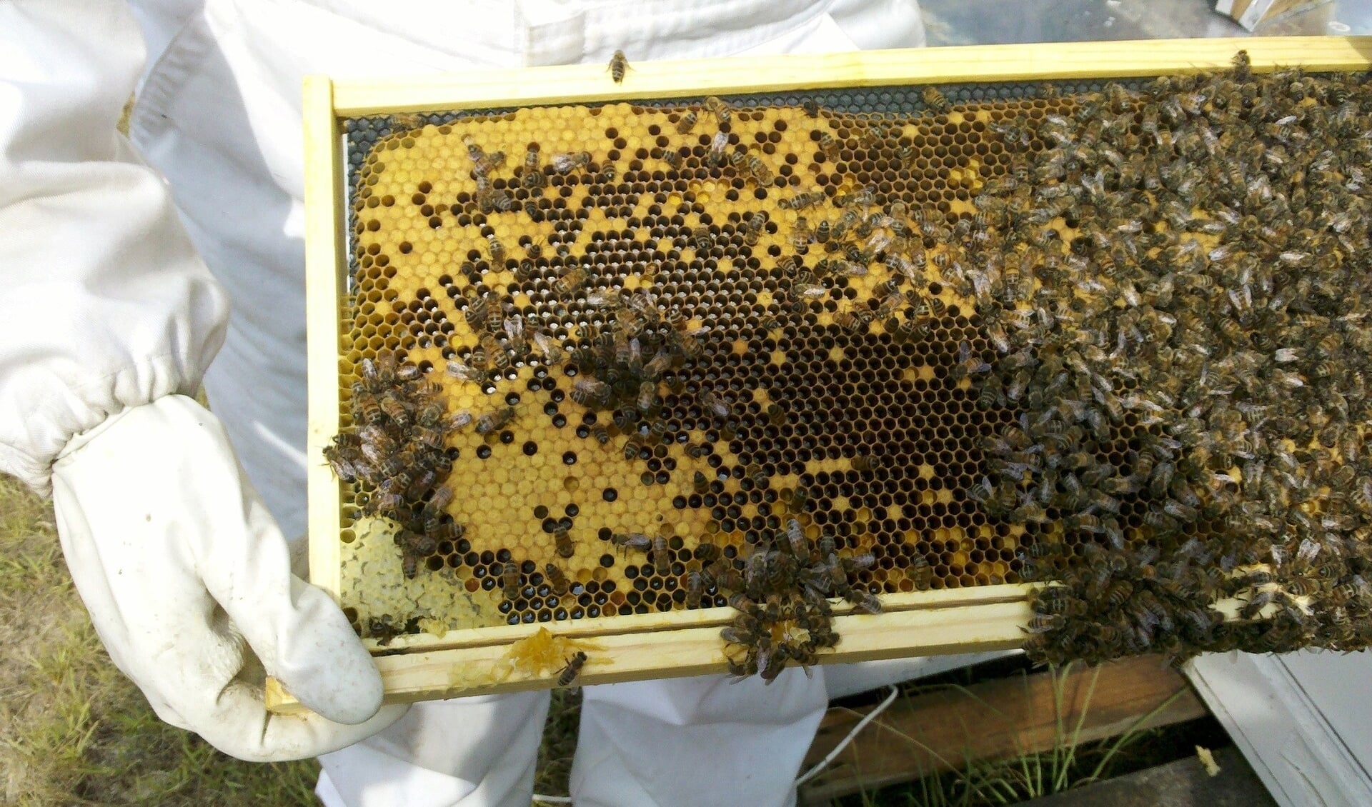 Imker met bijenraat.