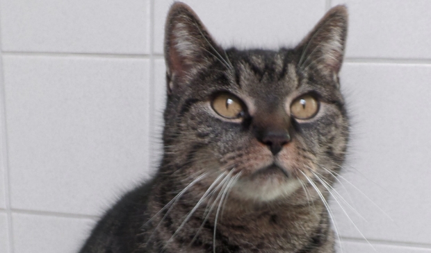 Mous is een rustige poes die graag haar eigen gangetje gaat.