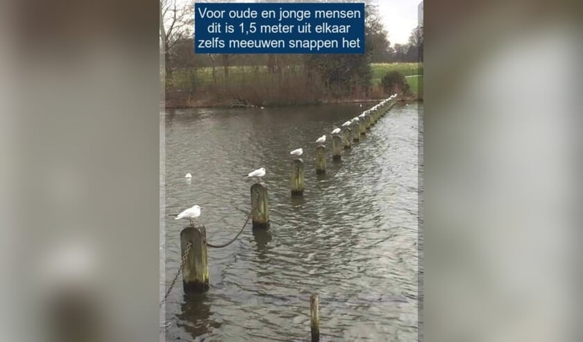 Deze meeuwen weten precies hoe ver 1,5 in werkelijkheid is.