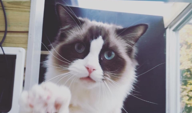 Laat de zorg voor de kat tijdelijk aan een ander over als u ziek bent of veel moet werken.