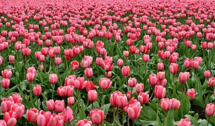 De handelsbedrijven verwachten dat ze te maken krijgen met schade als gevolg van annuleringen door hun afnemers, non-betaling van uitgeleverde orders én een inkooprisico van met name tulpen.
