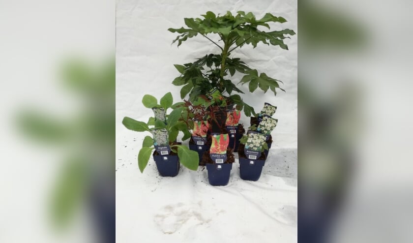 Tuincentrum De Boet stelt graag planten voor u samen. Mee te nemen bij een speciaal afhaalpunt.