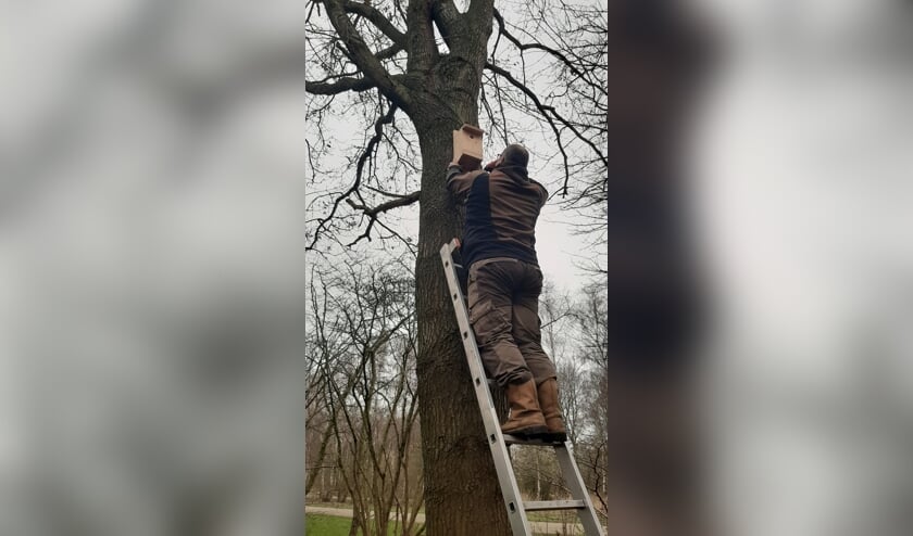 De kastjes hangen bij eikenbomen.