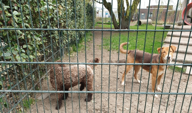 Ik zoek een nieuw baasje!