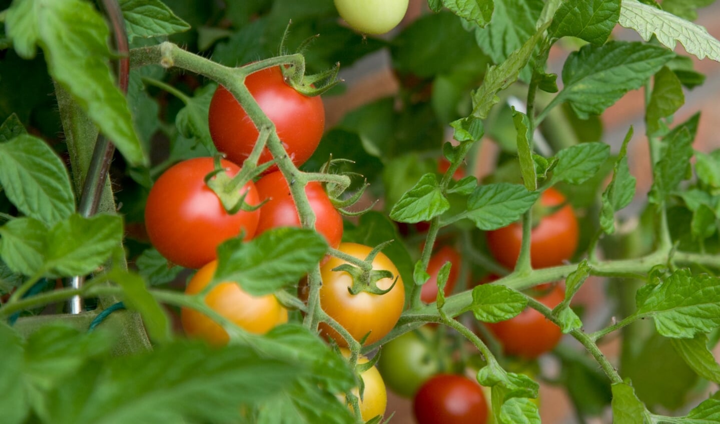 Een tomaatje smaakt altijd lekker en is supergezond!