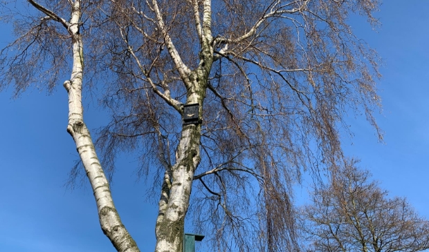 Vleermuiskast en vogelhuisjes zijn geplaatst voor de natuurlijke vijanden van de processierupsen.
