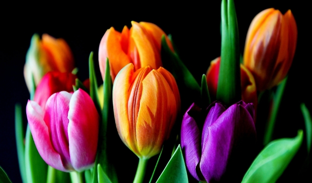 Bewoners van drie verzorgingshuizen krijgen tulpen aangeboden.