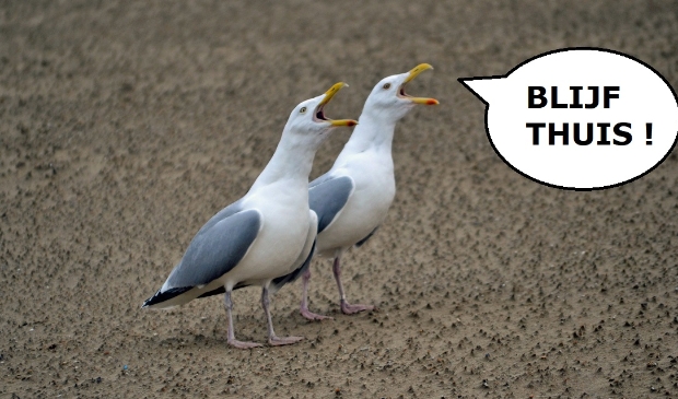 Sjef: ''Het lijkt er op dat er hier in Egmond aan Zee naar deze meeuwen geluisterd wordt.''