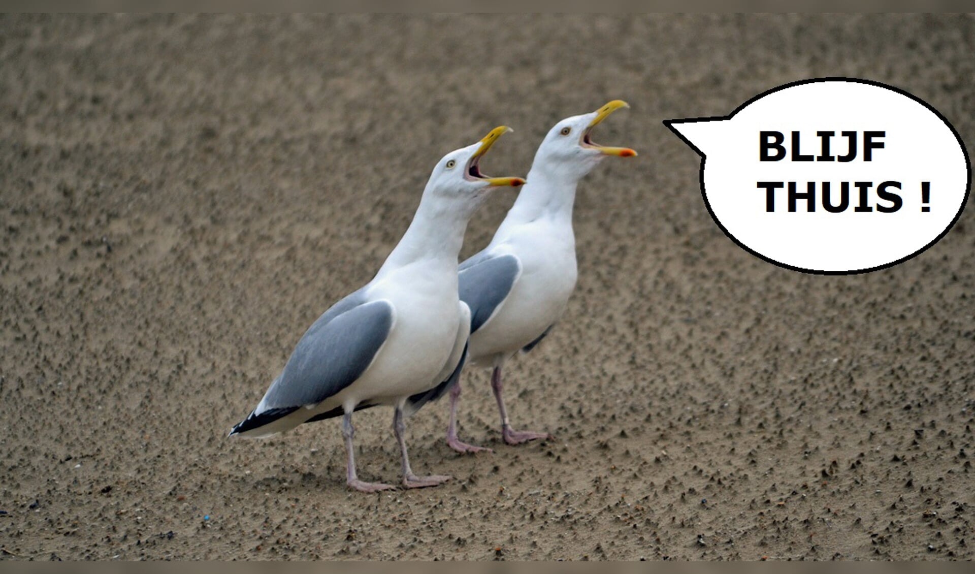 Sjef: ''Het lijkt er op dat er hier in Egmond aan Zee naar deze meeuwen geluisterd wordt.''