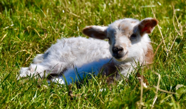 Ga op kraamvisite bij de lammetjes in de schapen- en geitenweide.