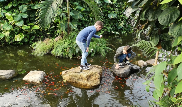 Avontuurlijk stapstenen pad in een van de vijvers van Vlindertuin Vlindorado