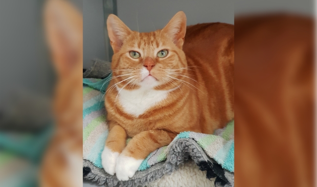 Jantje is een aanhankelijke kater van vijf jaar oud.