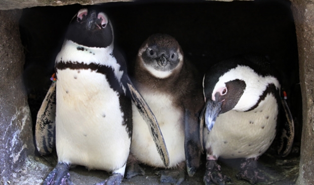 Afrikaanse pinguïns en kuiken.