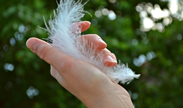 Krijg een pluim (Foto: Pixabay/MariaGodfrida)