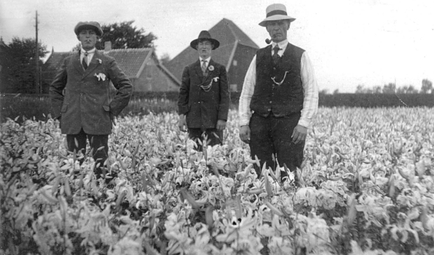 De lelieteelt in Akersloot omstreeks 1930, beschreven in het jaarboek ‘De Groene Valck’.