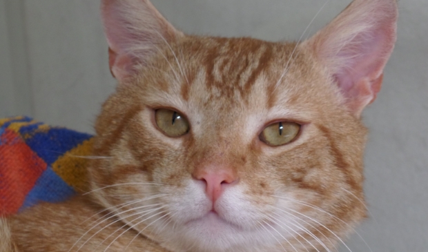 Rufus is een stoere, zelfverzekerde kerel.