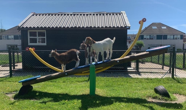 De dieren wachten met smart op de bezoekers!