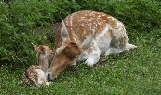 Vanaf terras zicht op jonge bambies in Hertenkamp.