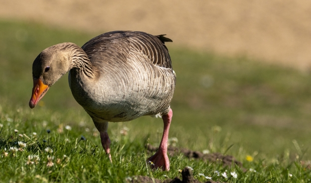 Wilde ganzen bezorgen agrariërs heel wat hoofdpijn.