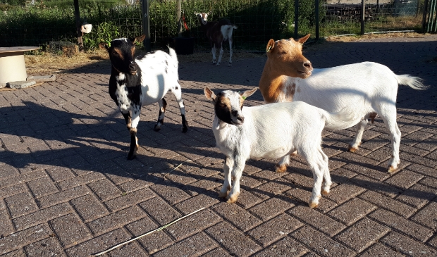 Wijkboerderij De Veldmuis is weer open vanaf 1 juli.