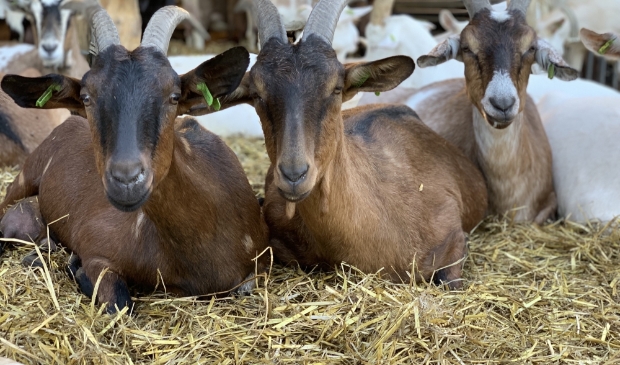 <p>Comité Geen Geitenhouderij in Enkhuizen is faliekant tegen.</p>